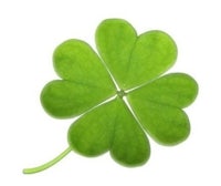 a four leaf clover on a white background